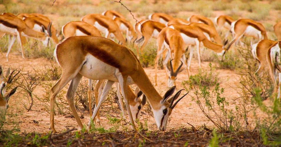 3-Day Luxury Wildlife Safari in Northern Tanzania